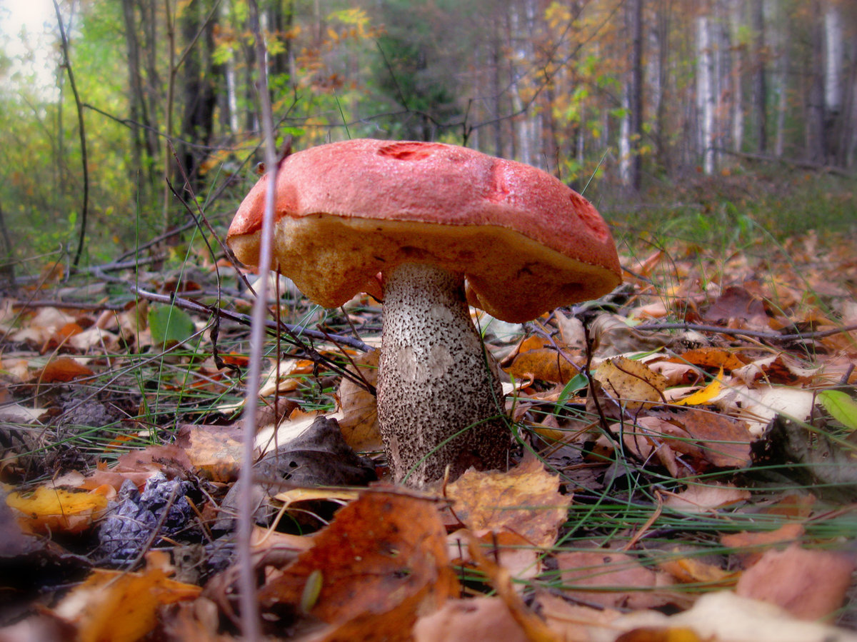 ÐÑÐ¸Ð±Ñ Ð¿ÑÐ¸ÑÑÑÑÑÐ²ÑÑÑ Ð²Ð¾ Ð²ÑÐµÑ Ð±Ð¸Ð¾Ð»Ð¾Ð³Ð¸ÑÐµÑÐºÐ¸Ñ Ð½Ð¸ÑÐ°Ñ â Ð² Ð²Ð¾Ð´Ðµ Ð¸ Ð½Ð° ÑÑÑÐµ, Ð² Ð¿Ð¾ÑÐ²Ðµ Ð¸ Ð½Ð° Ð²ÑÐµÐ²Ð¾Ð·Ð¼Ð¾Ð¶Ð½ÑÑ Ð¸Ð½ÑÑ ÑÑÐ±ÑÑÑÐ°ÑÐ°Ñ