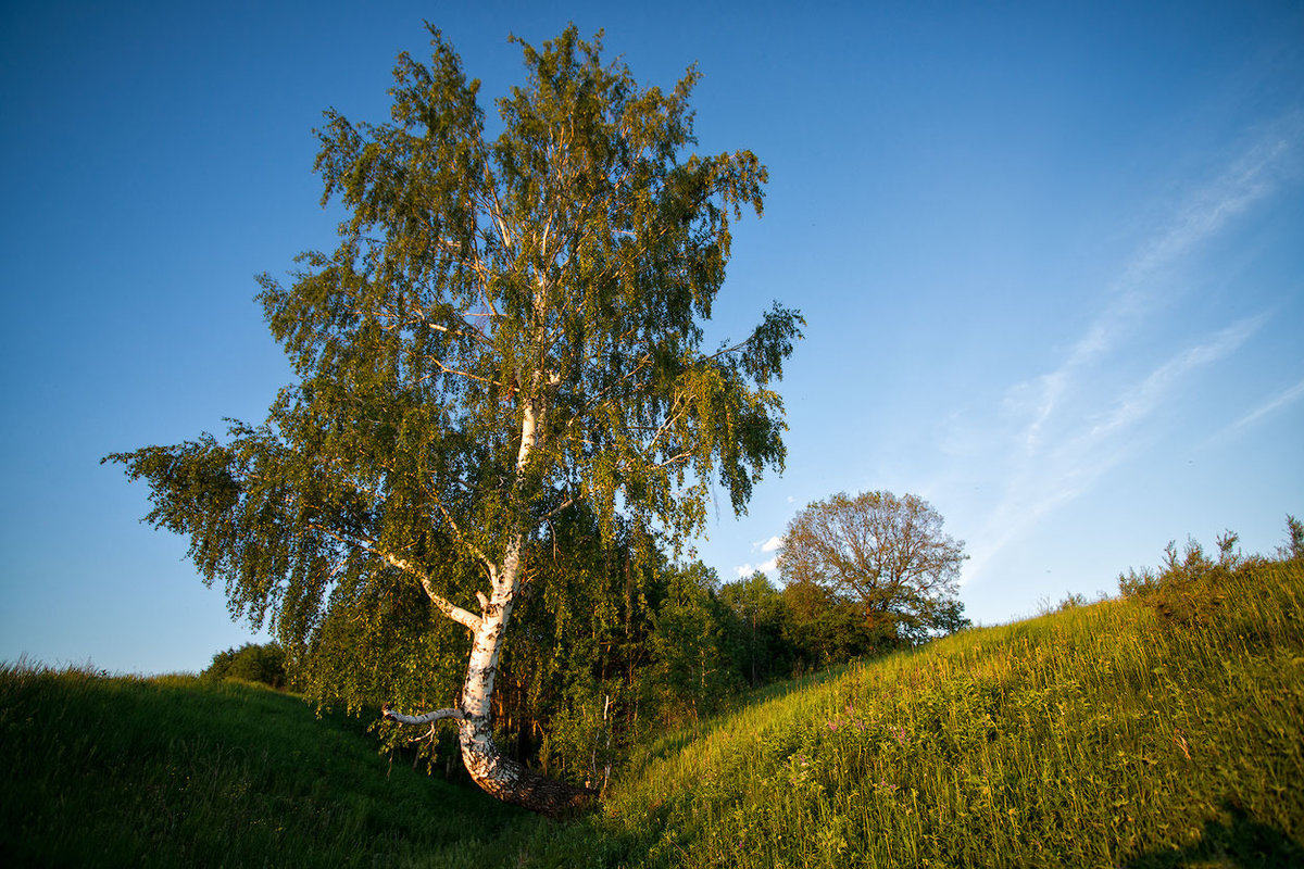 ������ ���� �����������