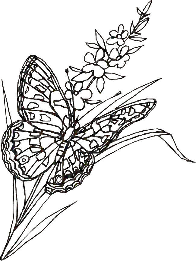 Разукрашка Цветы И Бабочки