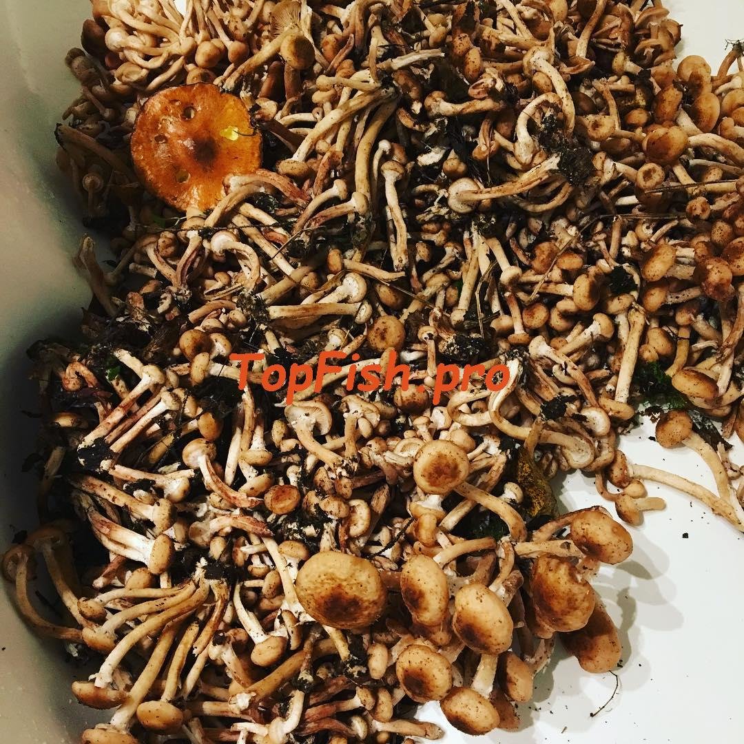 гриб опенок фото