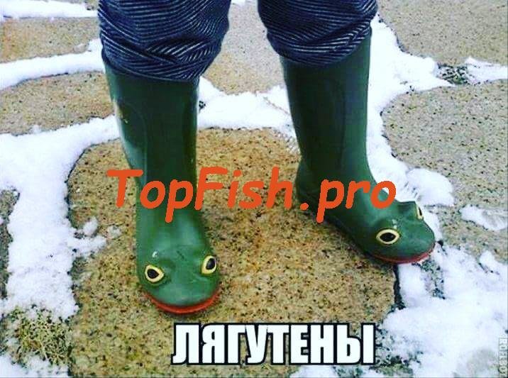 сапоги лягушки лягутены фото