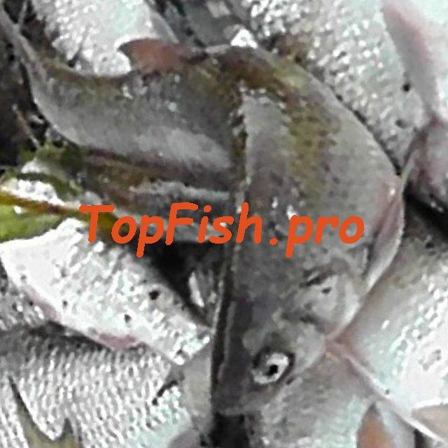 рыба речная фото
