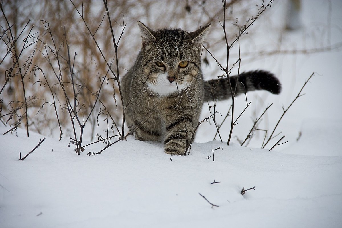 зимние дикие коты фото