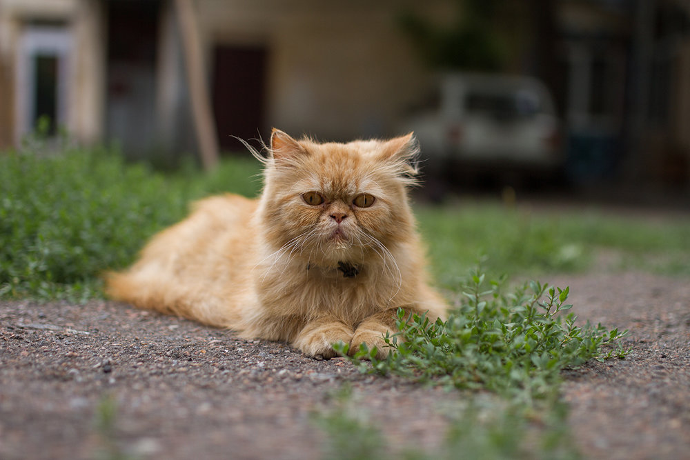 персидская кошка фото