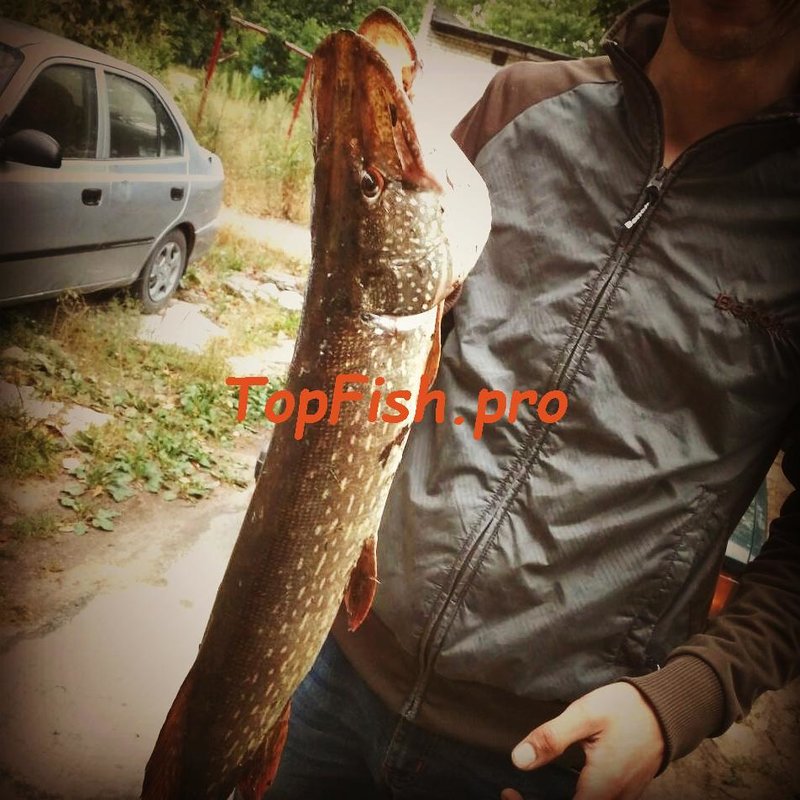   fishhungry     