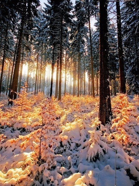 зима лес фото