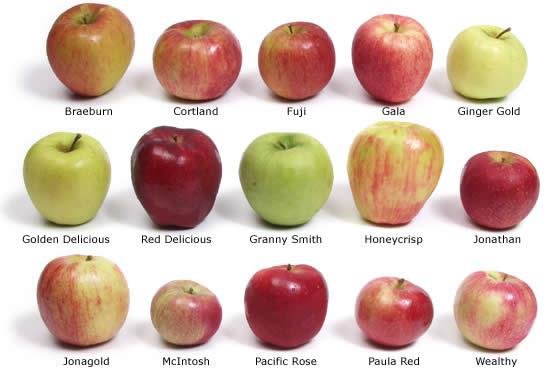 какие виды яблонь бывают
