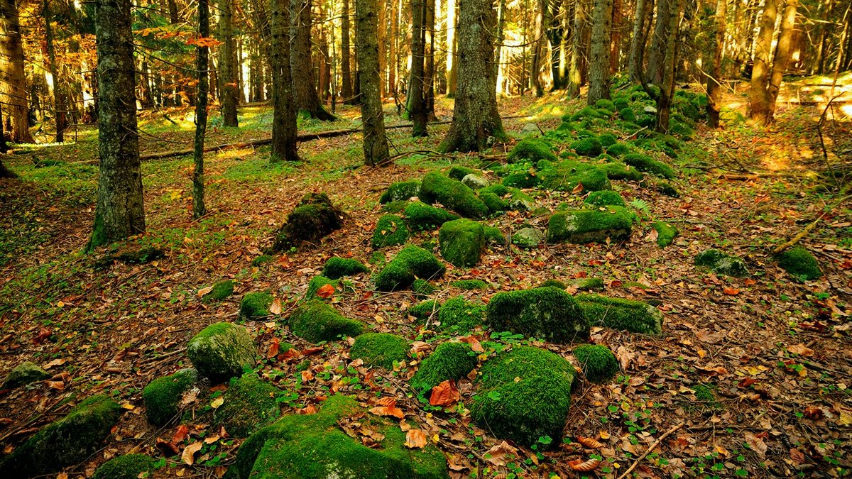 мох в лесу картинки фото