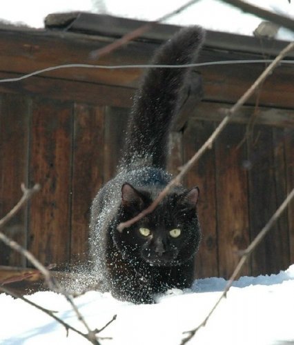 черная кошка зимой фото