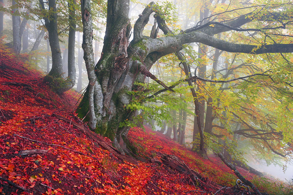 осенняя природа фото