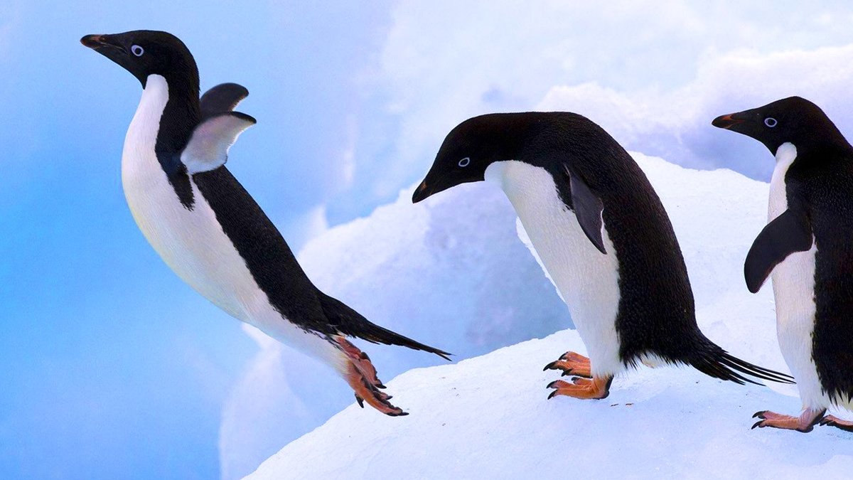 penguin фото