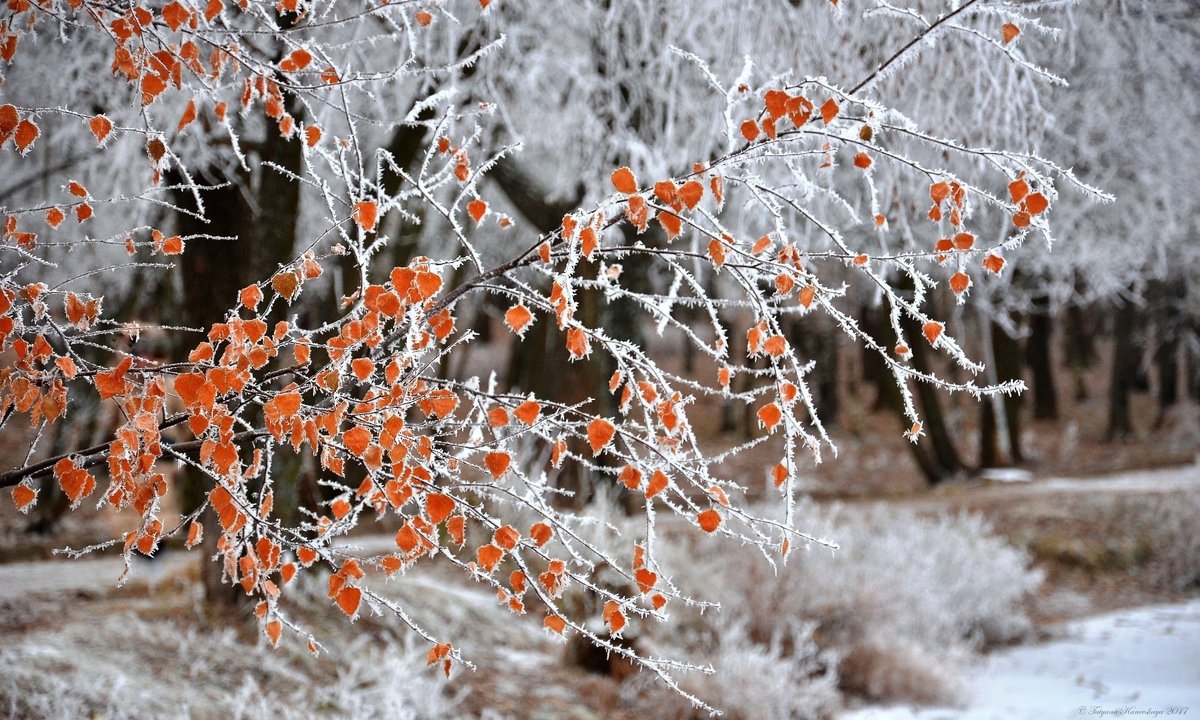 поздняя осень фото