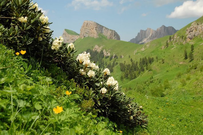 тхач рододендроны фото
