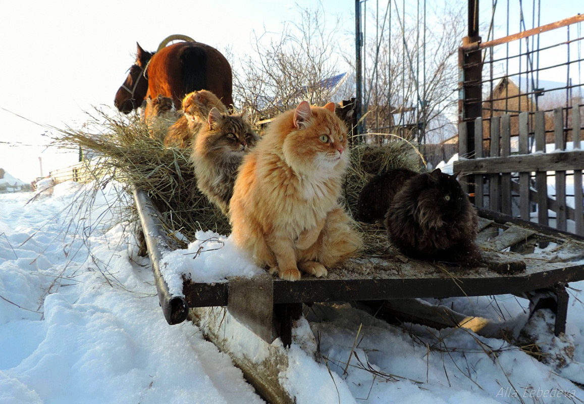 Поехали...
#зима #конкурс #кошки