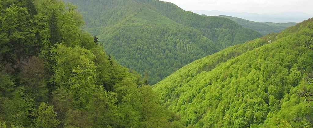 буковые леса карпат фото