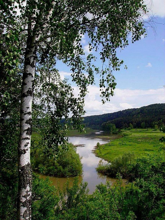 березка у реки фото