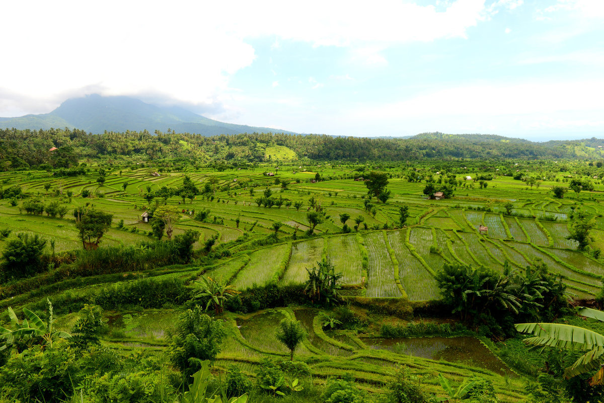 bali фото