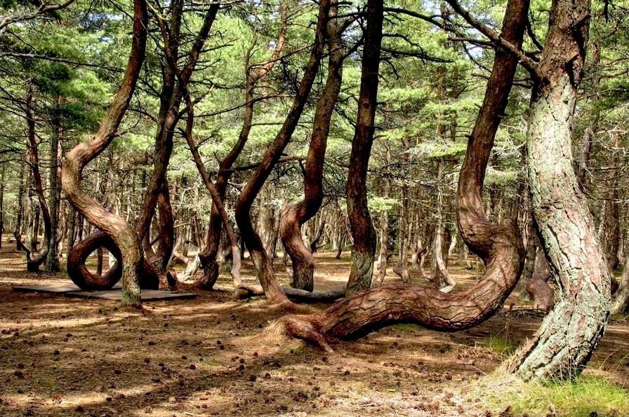 куршская коса танцующий лес фото