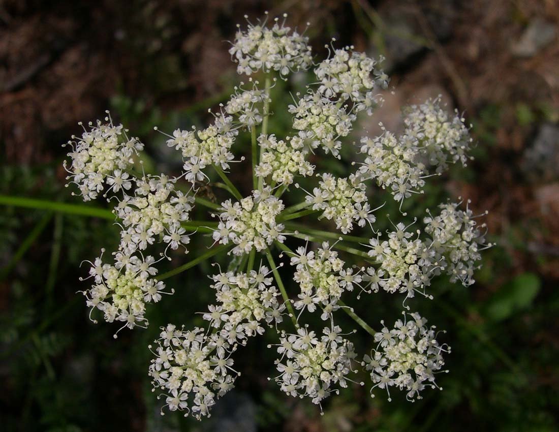 жабрица порезниковая seseli libanotis l. фото