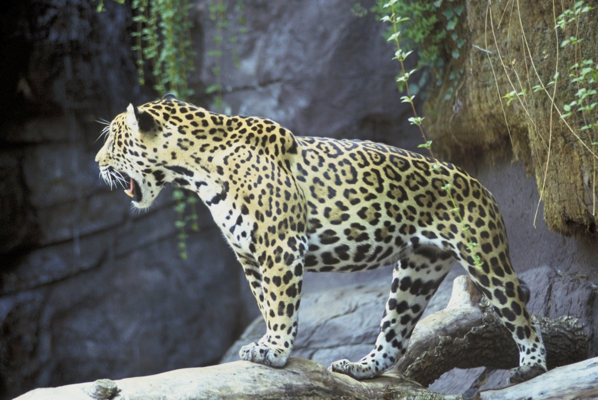 ягуар panthera onca фото