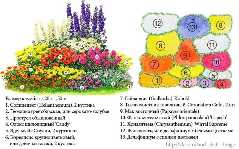 клумбы непрерывного цветения схемы с описанием цветов