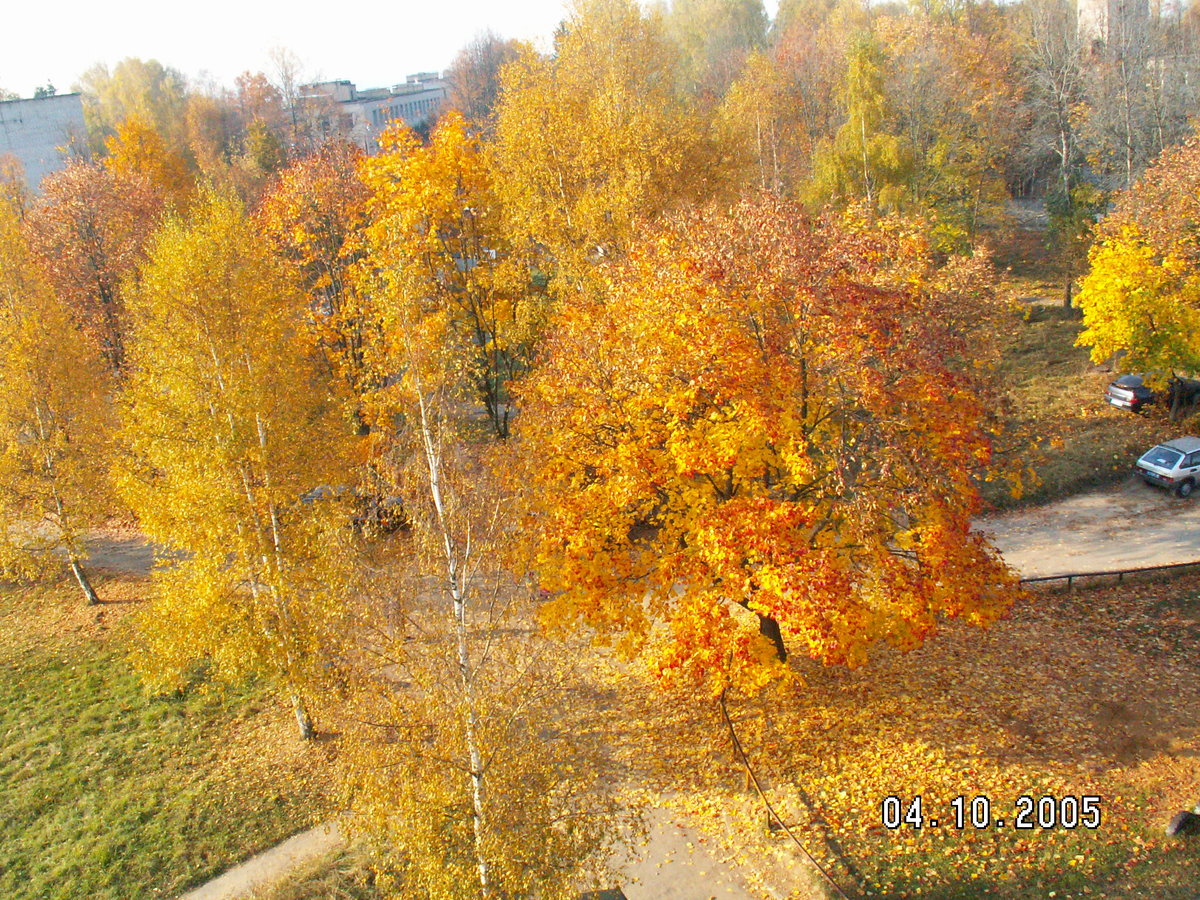 осень золотая фото