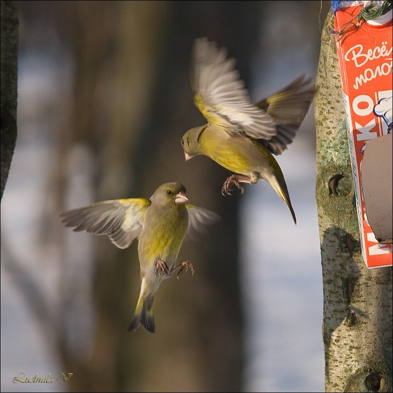 Борьба за кормушку (5)
#весна #зеленушка #парк #птицы