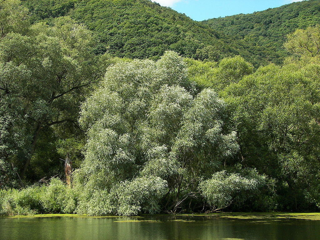ива белая фото