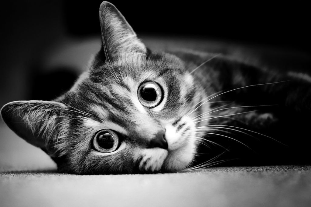 котики чёрно белые фото