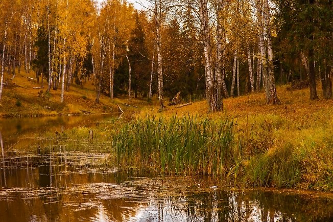 болото мещера осень фото