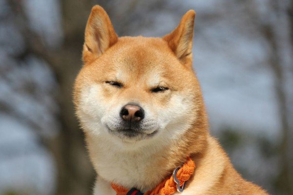 Акита-ину – японская порода собак. 