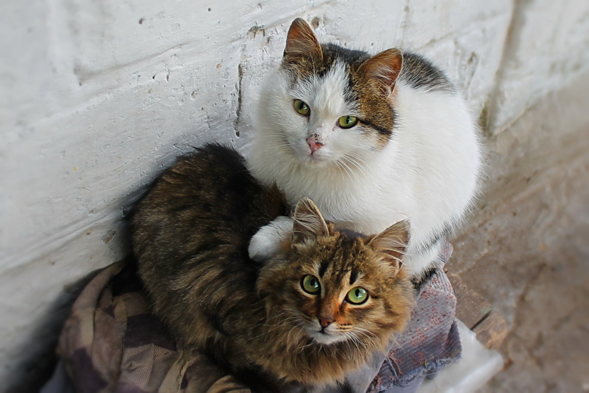 кошка фото