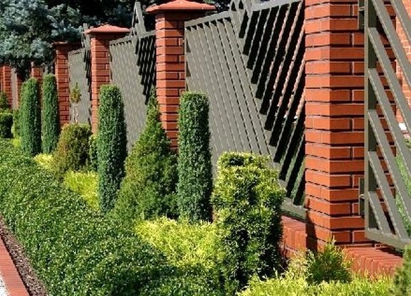 туи возле забора с кирпичными столбиками фото