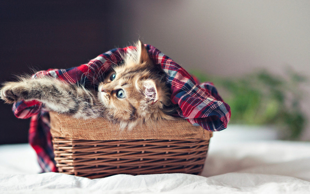 Котенок в корзине под одеялом 