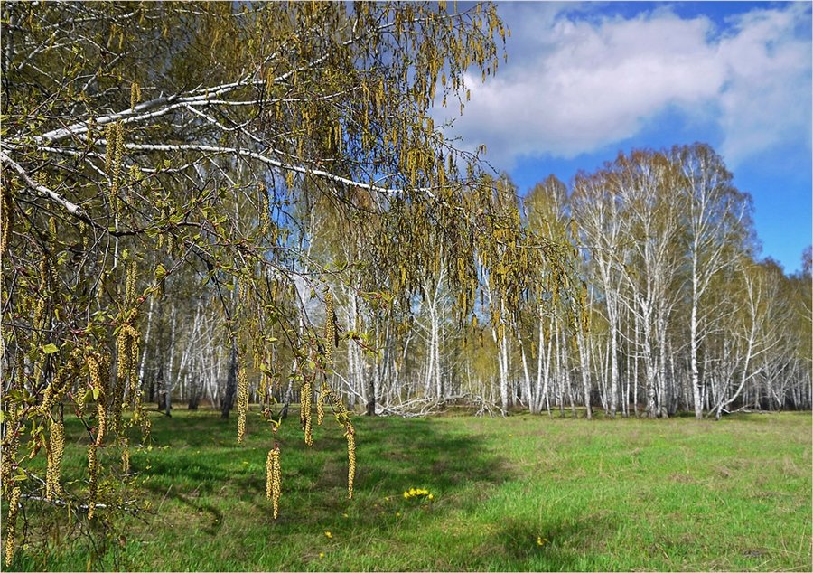 береза весной фото