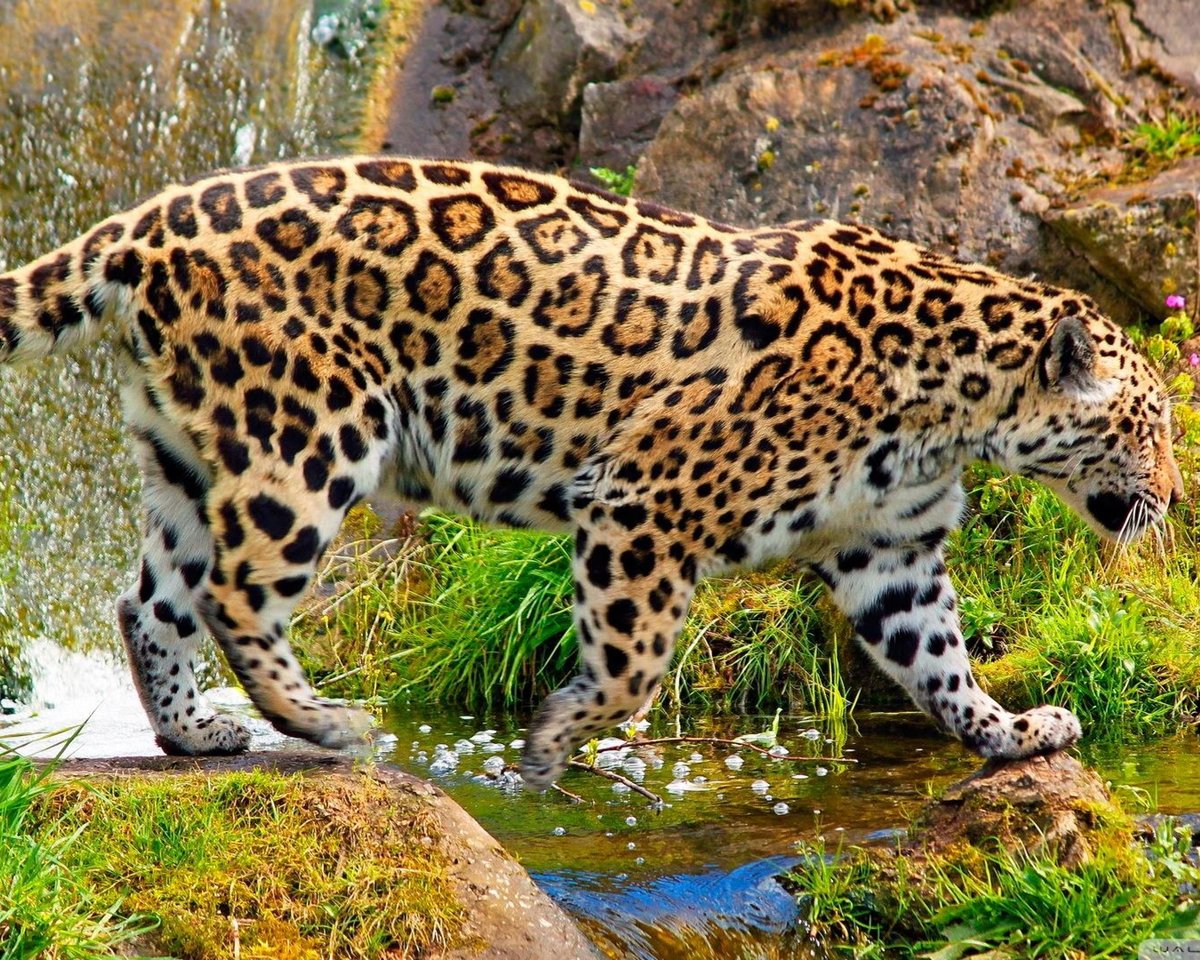 ягуар животное фото