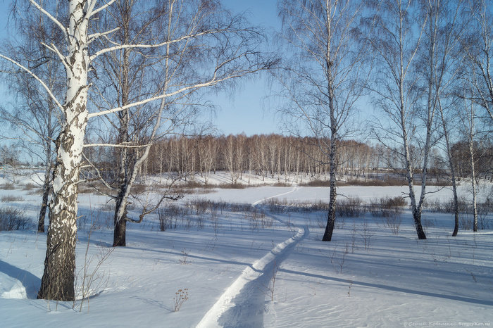 береза зимой фото