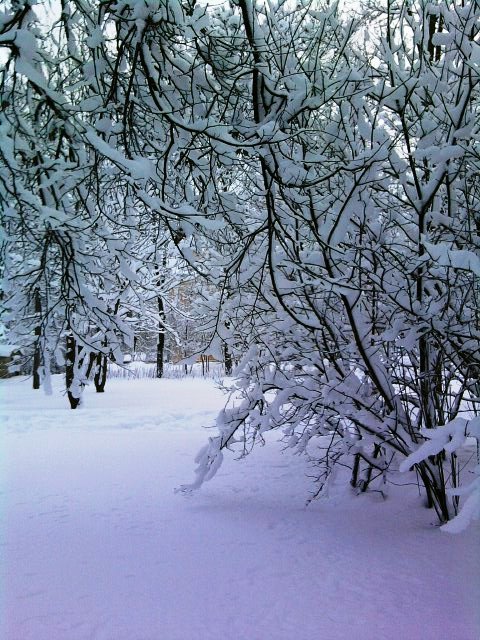 зима ветки снег фото