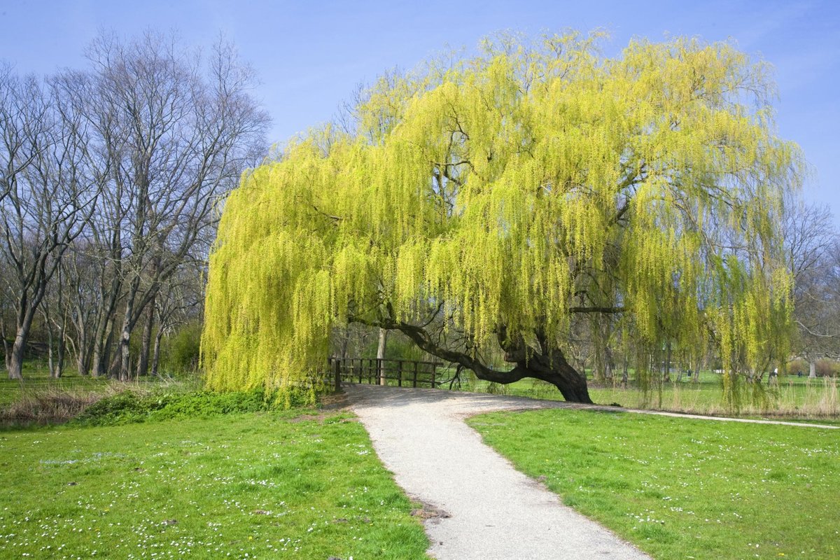 ива белая плакучая фото