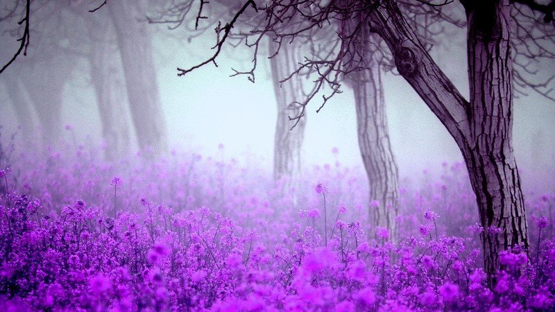 фиолетовый пейзаж фото