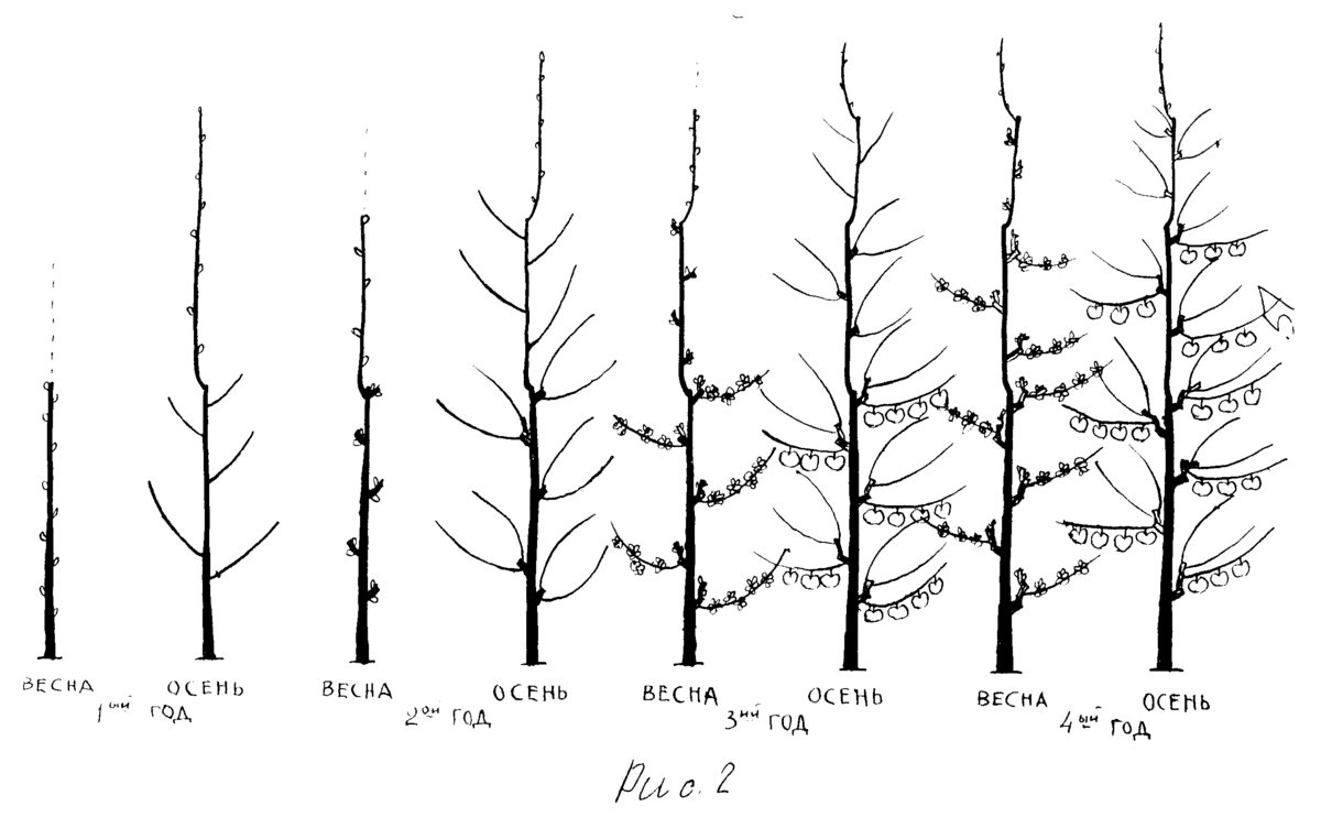 как обрезать яблоню по годам