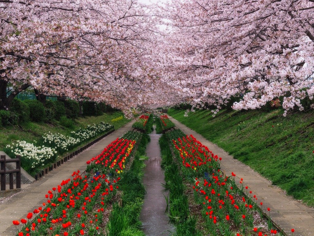 парк маруяма цветение сакуры фото