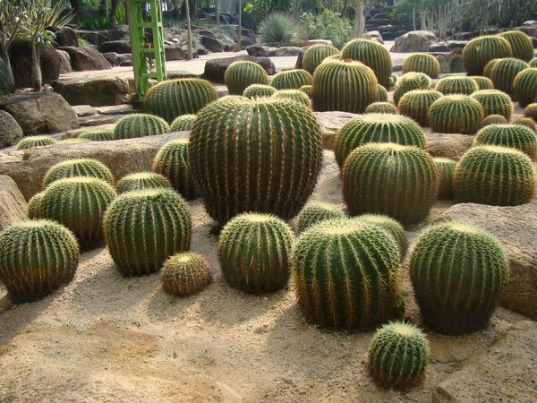 Como hacer un cactus gigante