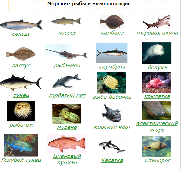 Название рыбы на букву л с картинками