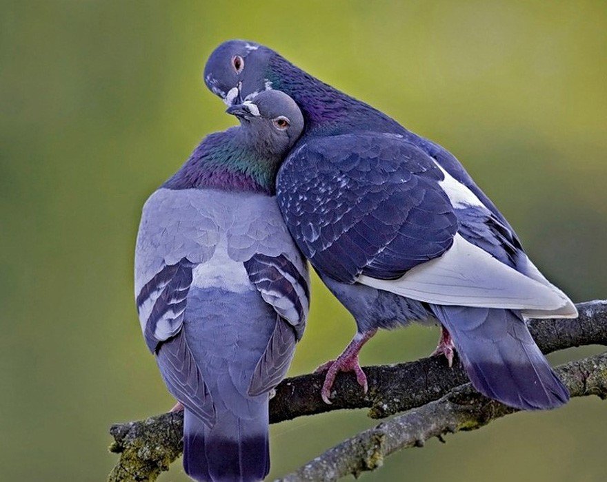 ������ �������� �������� �������