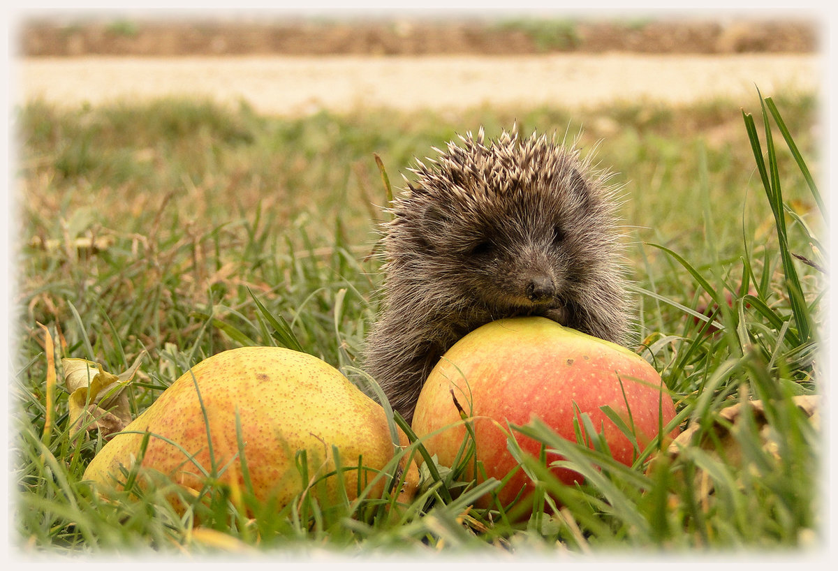 Картинки ежик из яблока