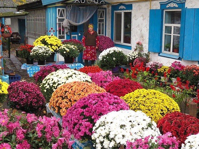 красивые цветы на огороде фото