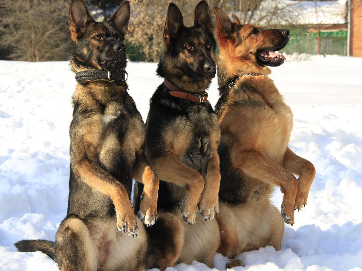Три товарища
#зима #конкурс #овчарка #собака