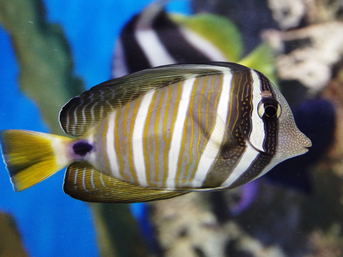 zebrasoma veliferum фото