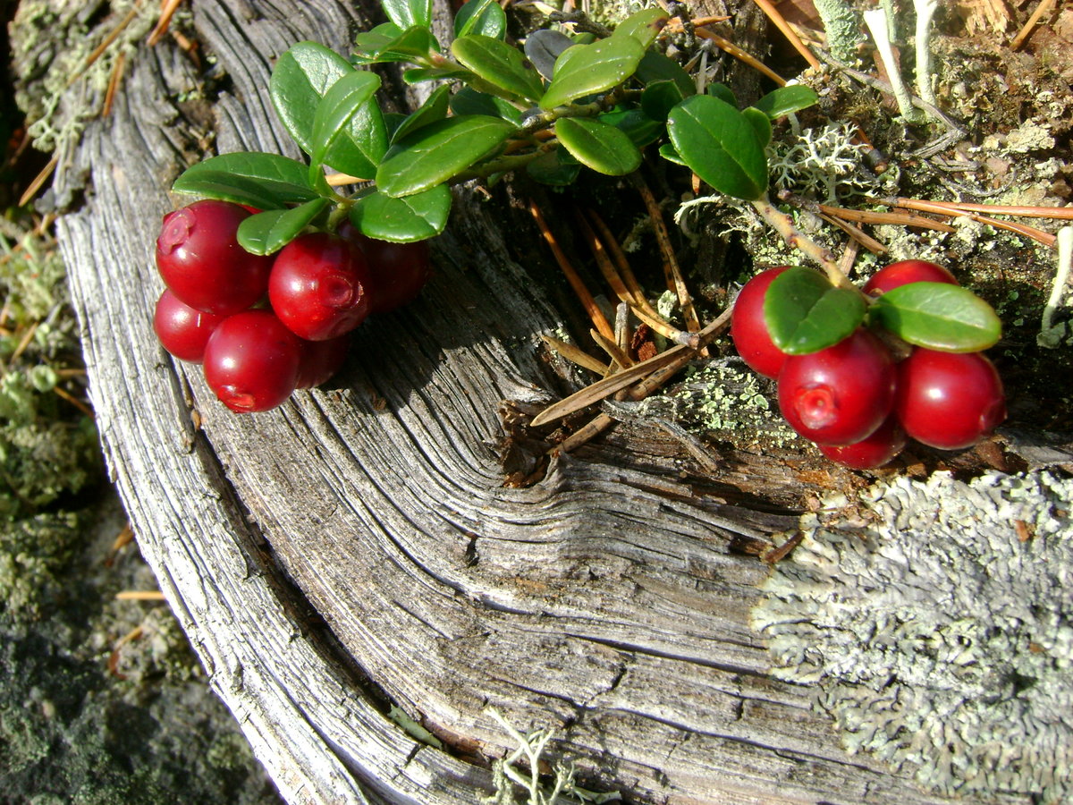 Ягода брусники картинка